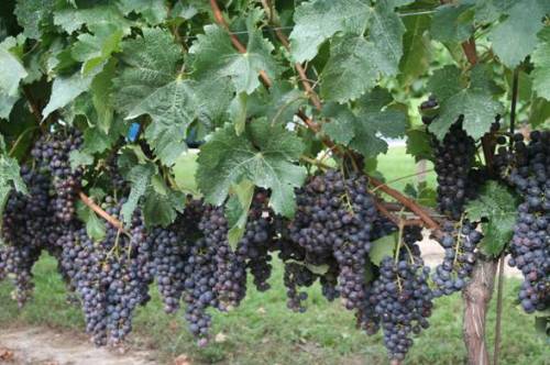 Grapes at the Jackson-Trigg Vineyard in Ontario, Canada
